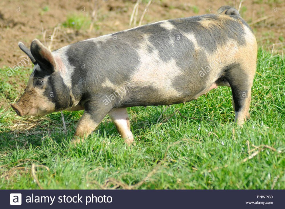 england-lincolnshire-cross-bred-black-spotted-pig-on-a-farm-BNWPG9.jpg