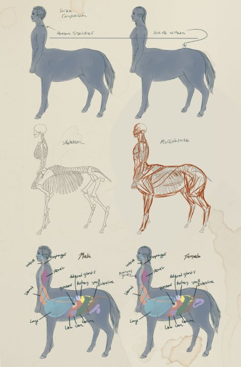 an_anatomical_study_of_sundamysian_centaurs_by_ejlowell_dbjfhyj-fullview.jpg