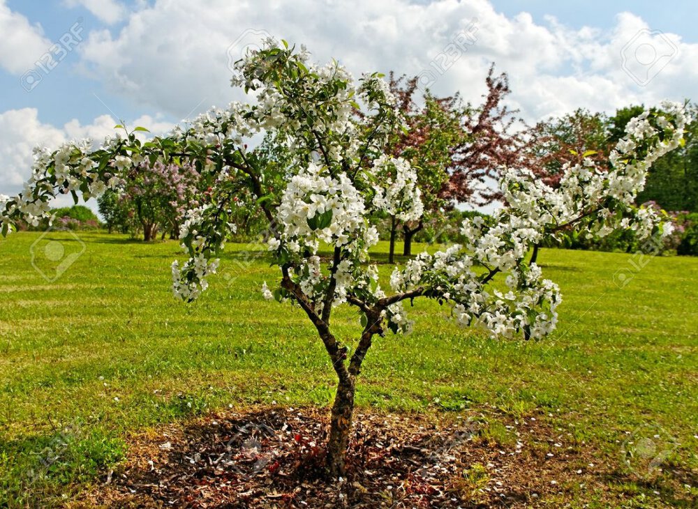22607431-young-apple-tree-blossom-in-a-spring-time.thumb.jpg.e6d485a2cc8f9cb1f9dd9aa823faf8a6.jpg